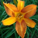 BIG ORANGE - BIG ORANGE