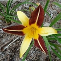 BICOLOR